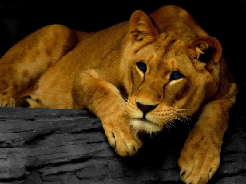 beautiful-lion.jpg