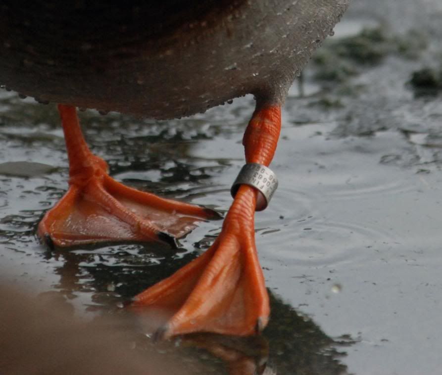 Who likes bands??? IAWaterfowlers