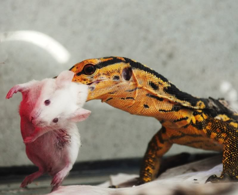 Why do people keep Exotic, potentially dangerous animals as pets? NeoGAF