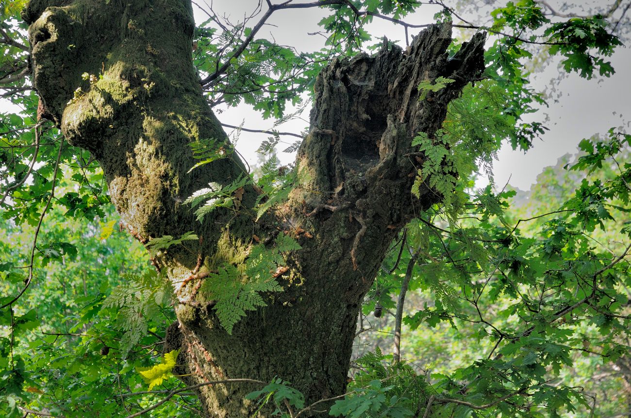 Quercus robur com Davallia canariensis em Boalhosa, Ponte de Lima