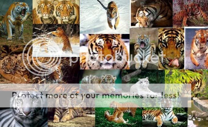 tigers