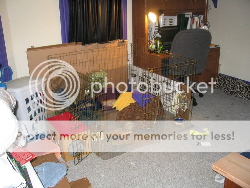 Long view of Bruno's new cage