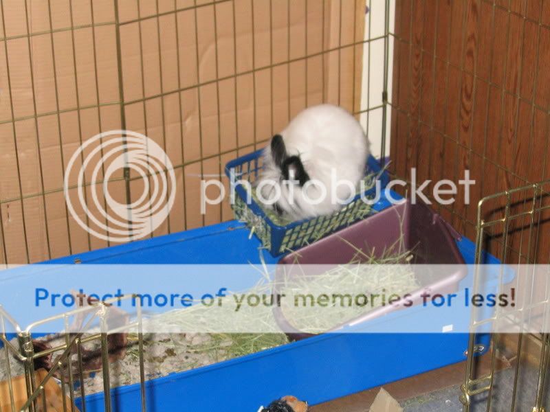 Chloe in her hay box