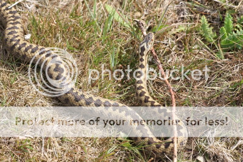 Melanistic Adder!! and others | Reptile Forums